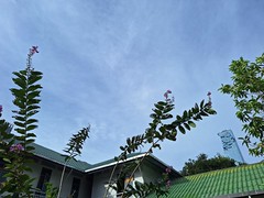 cm (2)