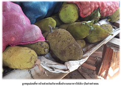 รูปภาพ15
